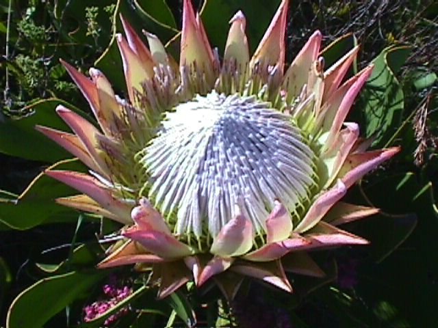 National flower of south africa gaint protea