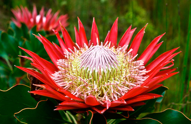National flower of south africa