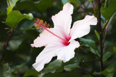 National flower of south korea