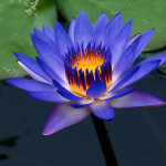 National flower of srilanka Blue water lily