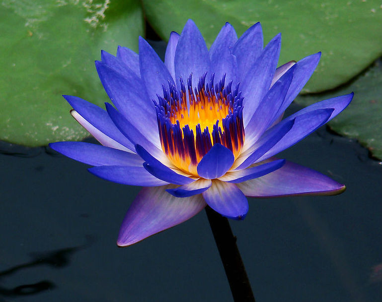 National flower of srilanka Blue water lily