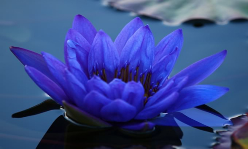 blue-water-lily-the-national-flower-of-srilanka