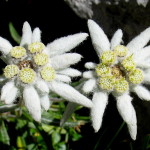 National flower of switzerland Edelweiss.