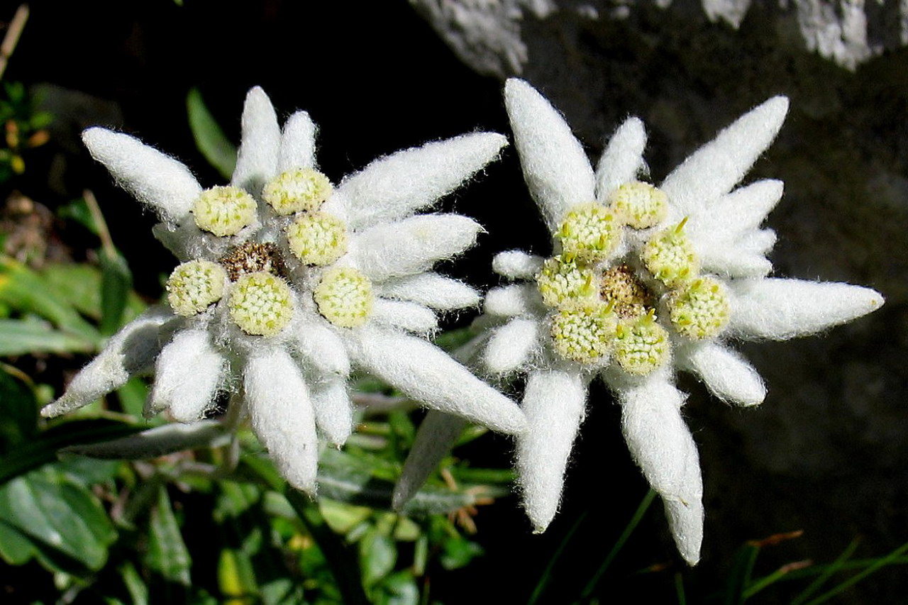 Edelweiss The National Flower Of Switzerland