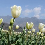 National flower of turkey tulip