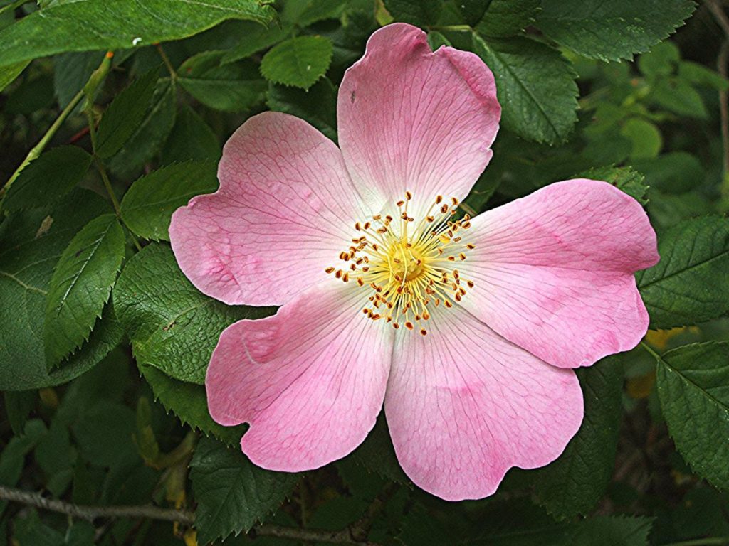 Dog Rose The National Flower Of Romania 1024x768 