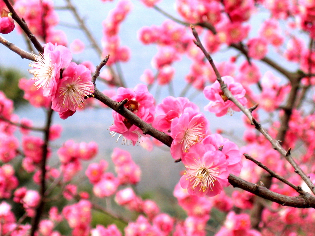 Plum Blossom The National Flower of China