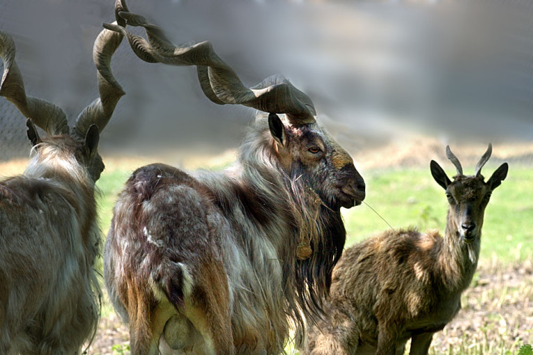 markhor-national-animal-of-pakistan-stories-today