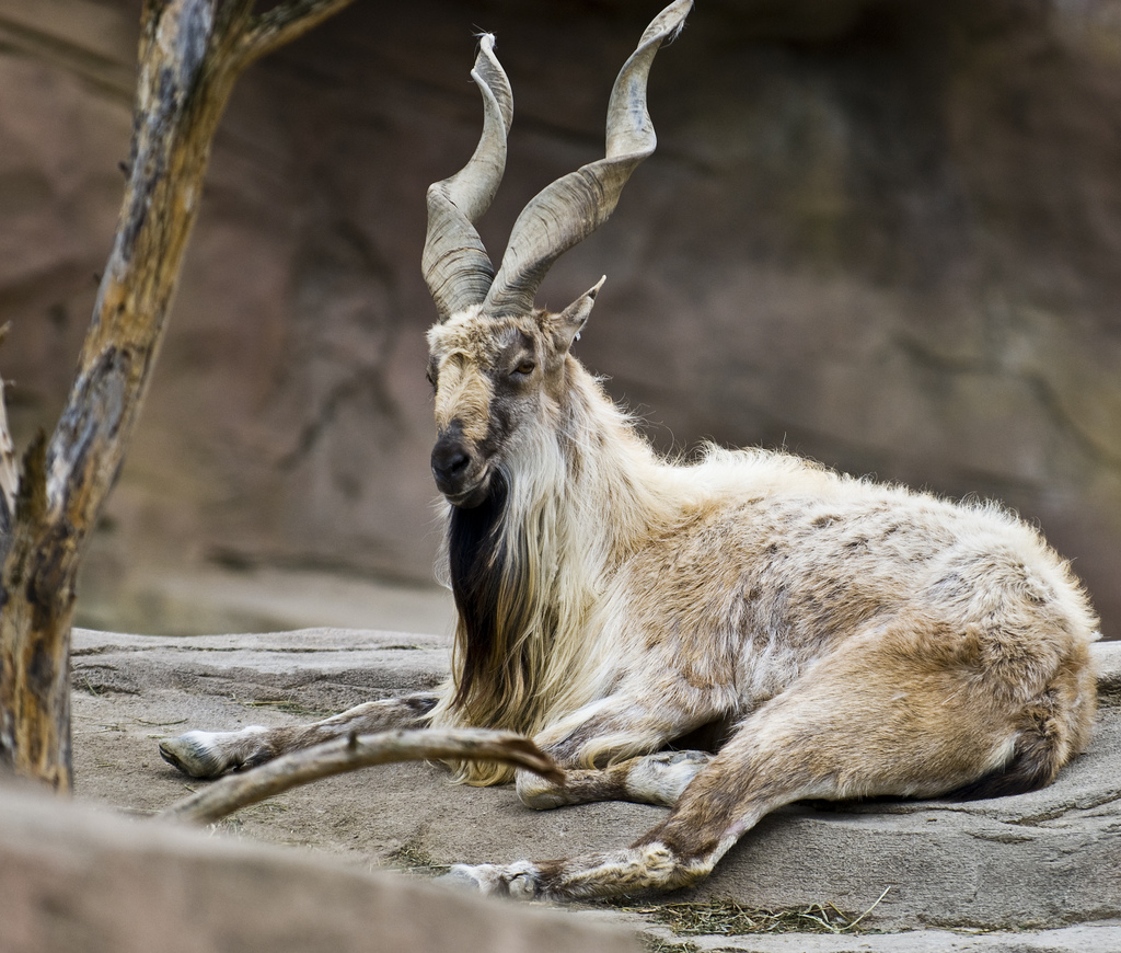 National animal of Pakistan Markhor