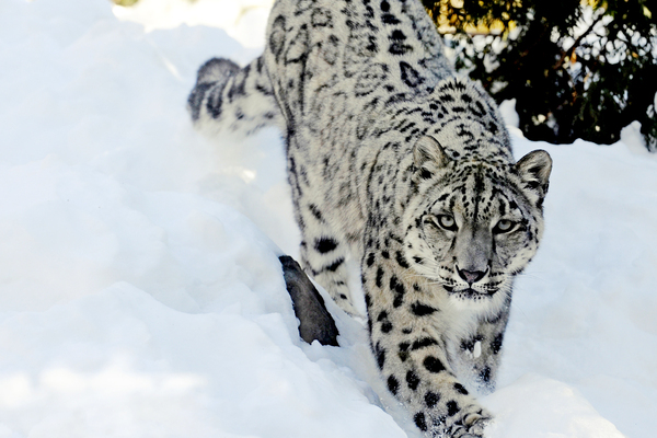 national animal of Pakistan snow leopard
