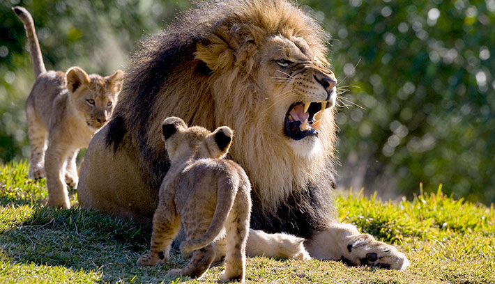 Lion: The National Animal of Sri Lanka