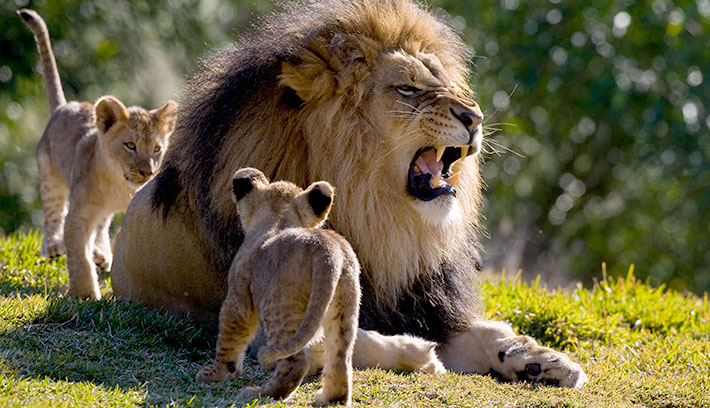 lion-the-national-animal-of-sri-lanka