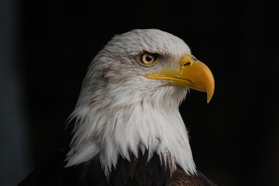 Bald Eagle: The National Animal of United States