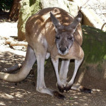 national animal of australia kangaroo