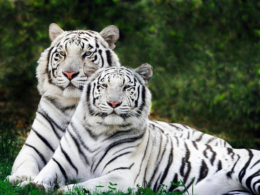 national animal of bangladesh white bengal tiger