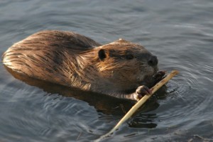 Beaver: The National Animal of Canada