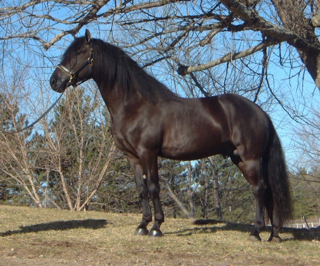 national animal of canada canadian horse