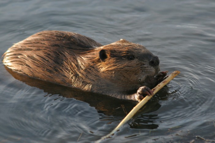 national animal of canada