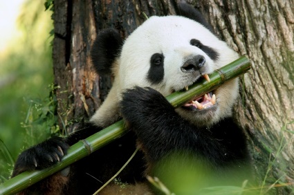 national animal of china giant panda