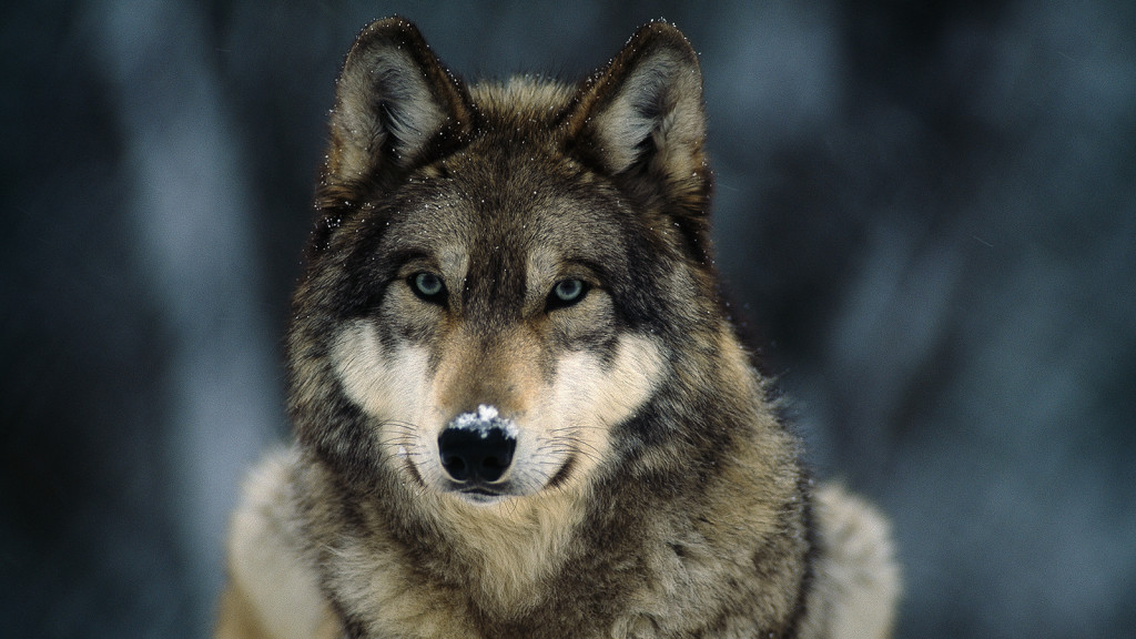 national animal of italy the italian wolf