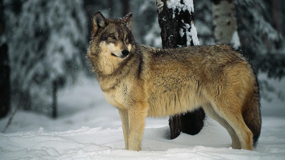 Wolf: The National Animal of Italy