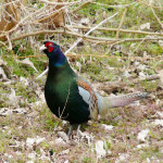 national animal of japan green pheasant