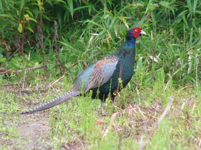 Green Pheasant: The National Animal of Japan