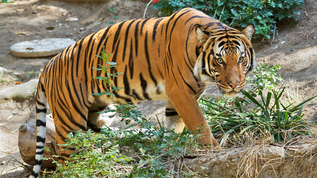 national animal of malaysia