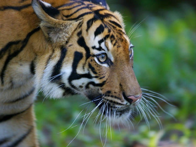 national animal of malaysia malayan tiger