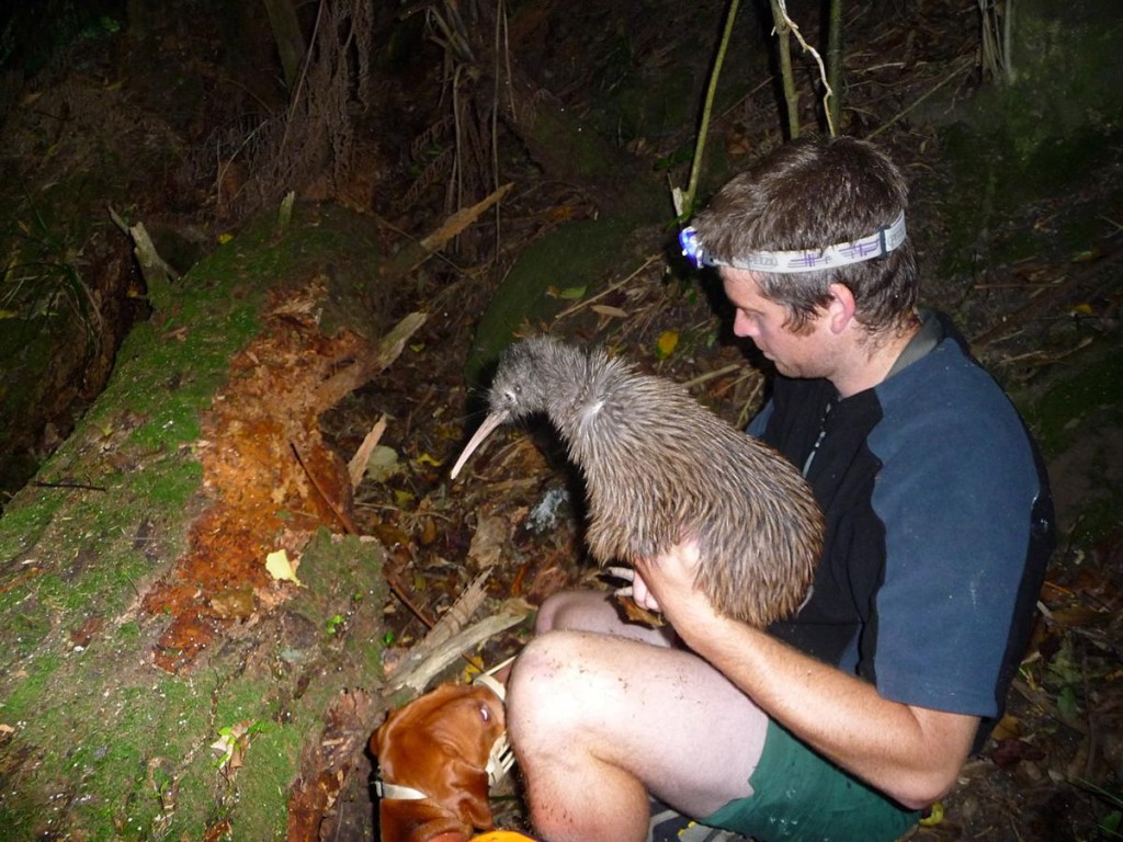 national animal of new zealand kiwi