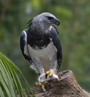 Eagle: The National Animal of Nigeria