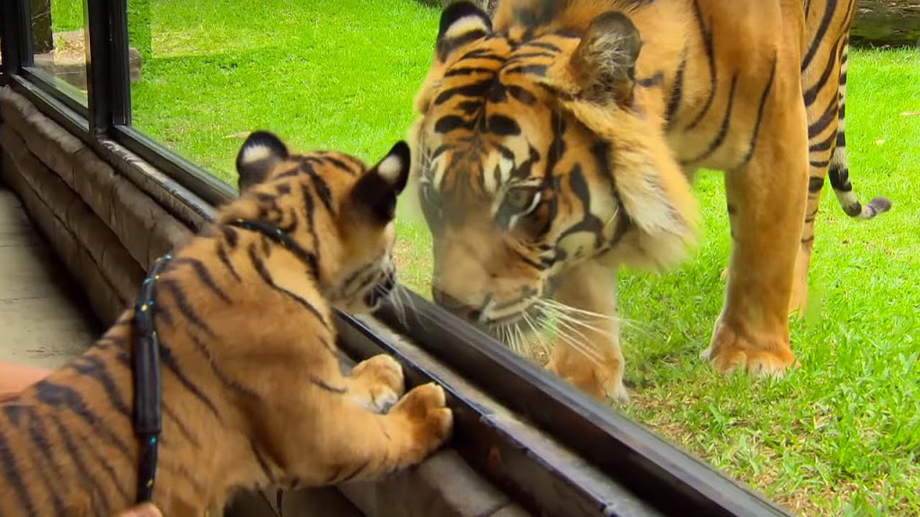 tiger-the-national-animal-of-south-korea