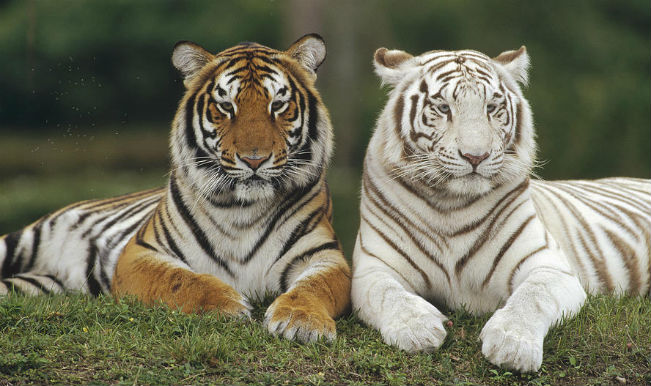 Tiger: The National Animal of South Korea