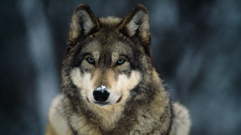 Gray Wolf: The National Animal of Turkey