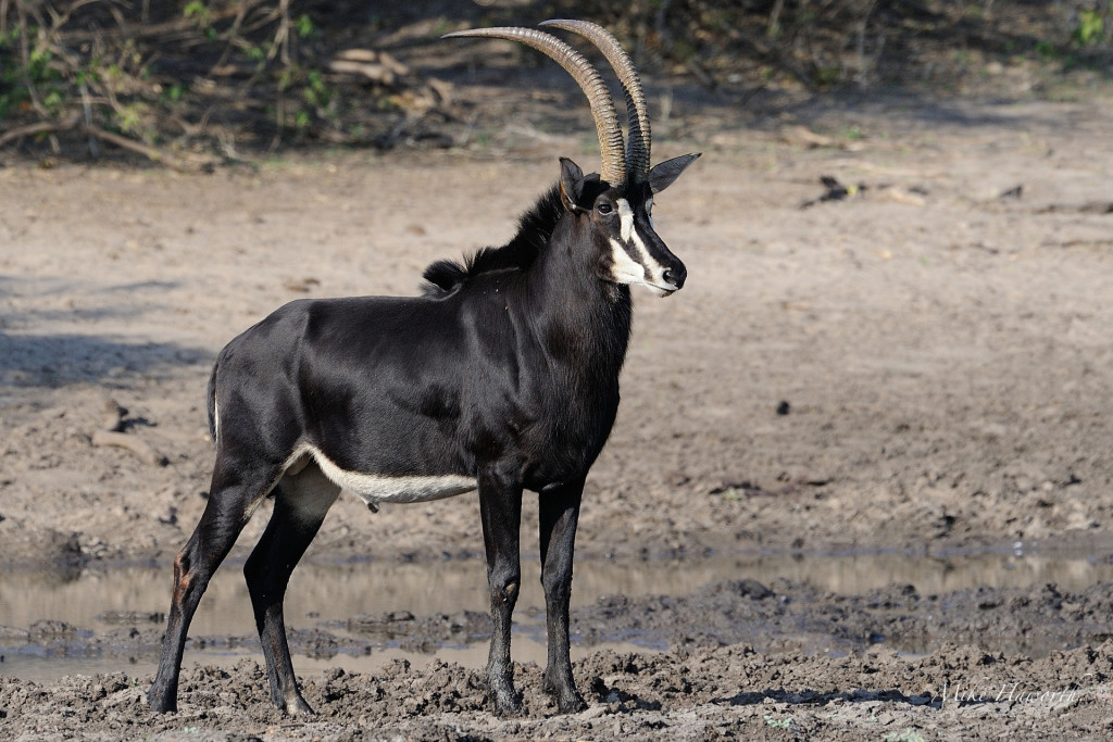 Sable Antelope: The National Animal of Zimbabwe