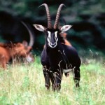 national animal of zimbabwe sable antelope