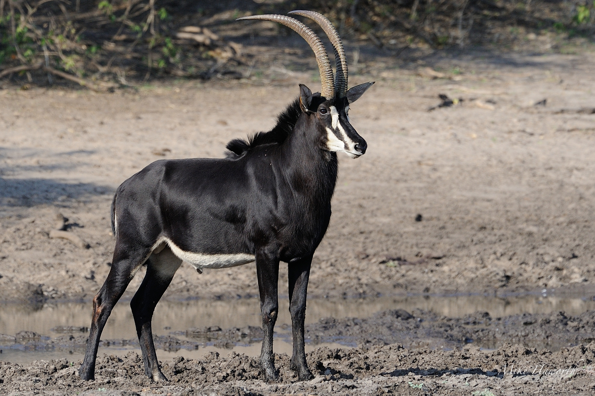 sable-antelope-the-national-animal-of-zimbabwe