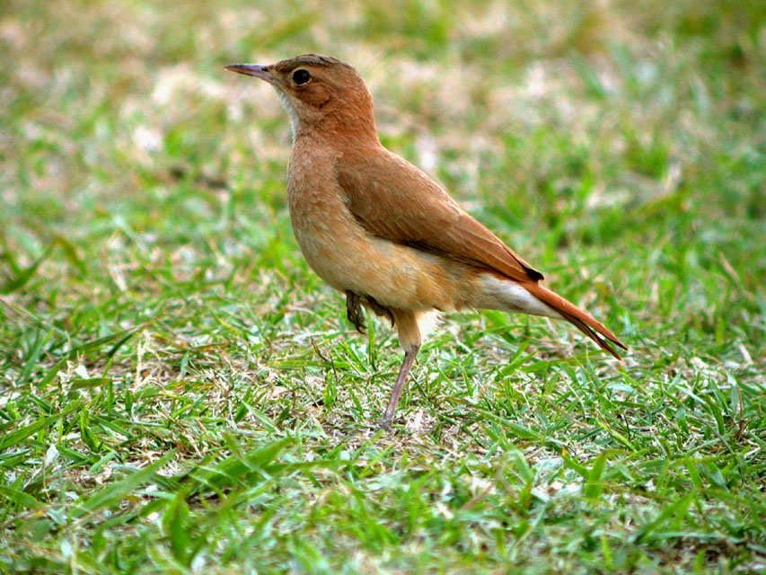 Rufous hornero: The National Animal of Argentina