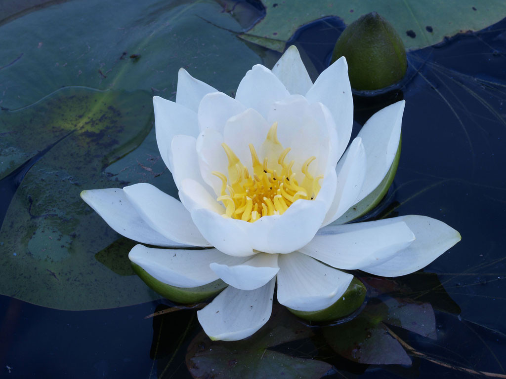 water-lily-national-flower-of-bangladesh