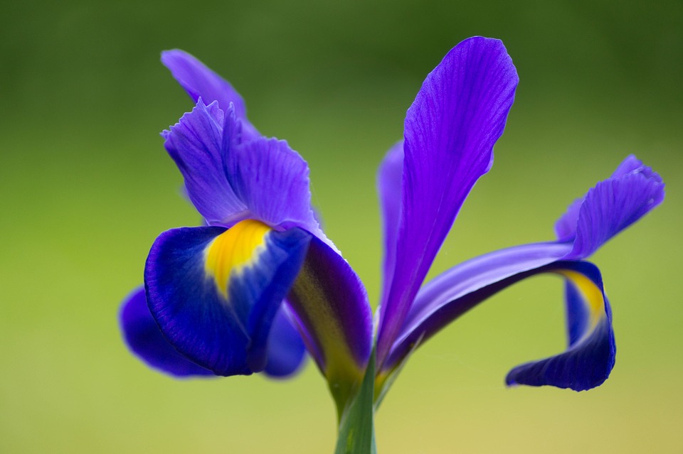 Iris The National Flower Of France