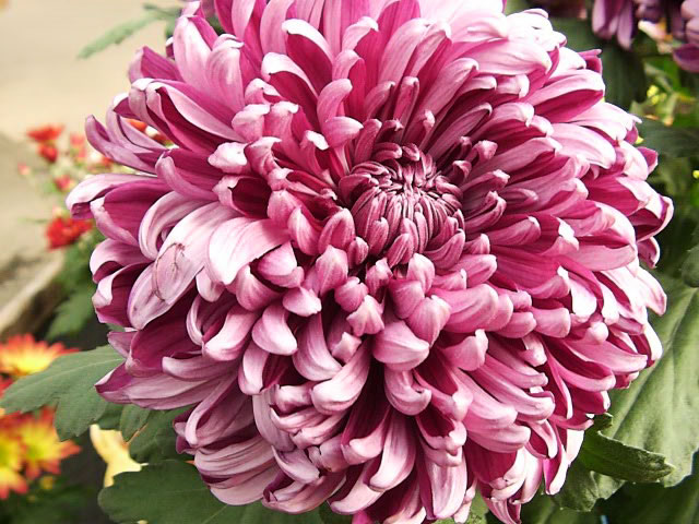 chrysanthemum-the-national-flower-of-japan