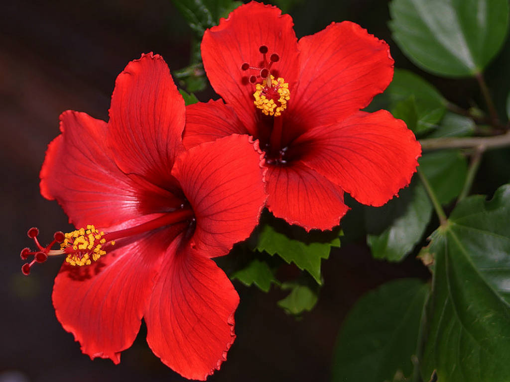 national flower of malaysia hibiscus rosa senensis