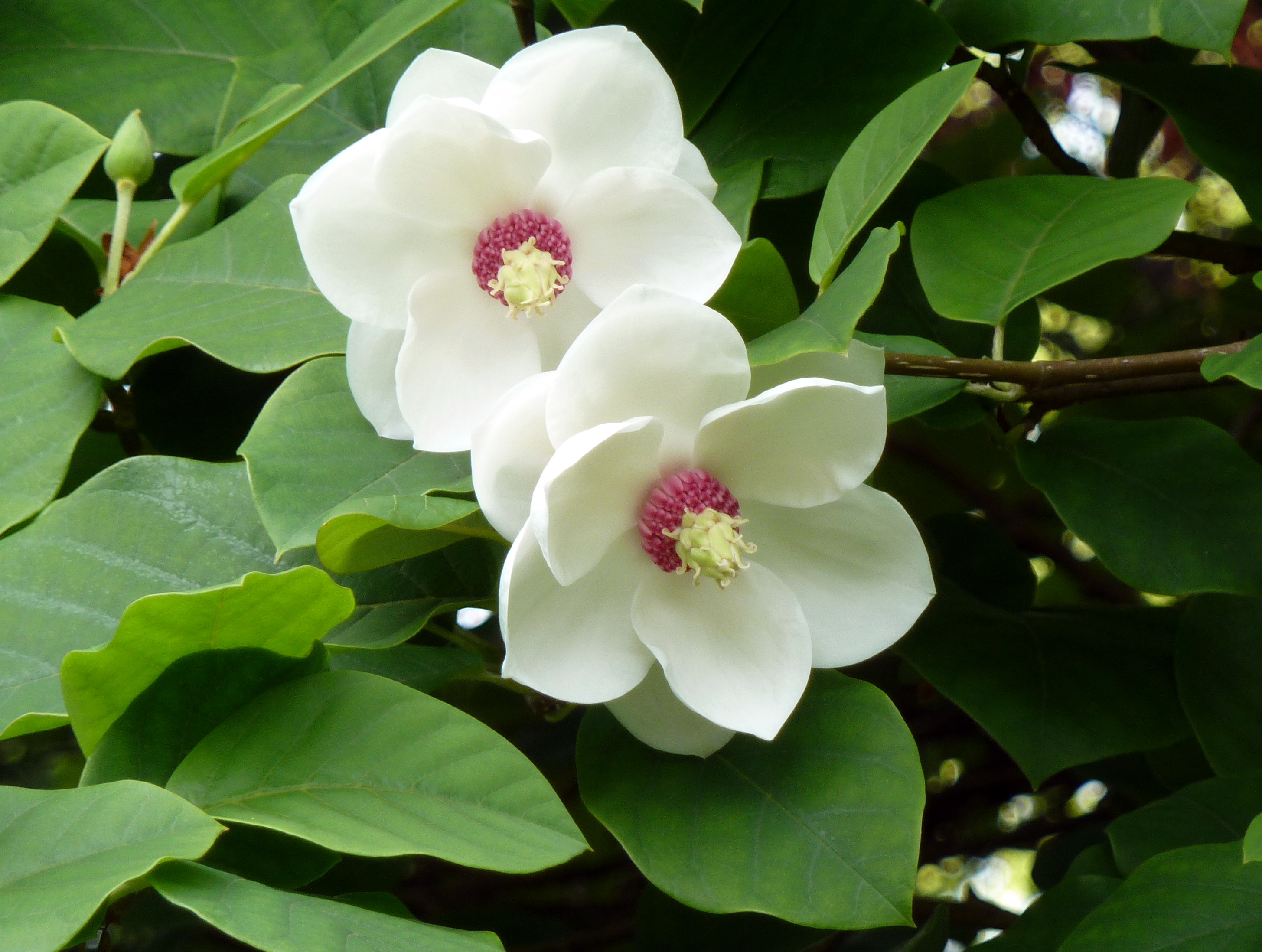 national flower of north korea Magnolia sieboldii