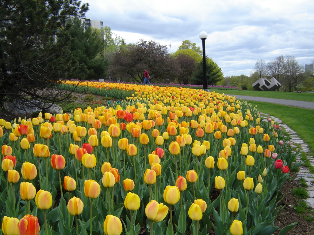 national flower of turkey