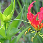 national flower of zimbabwe flame lily
