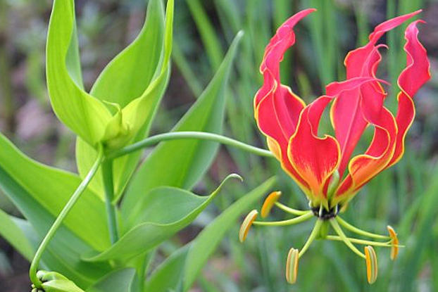 national flower of zimbabwe flame lily