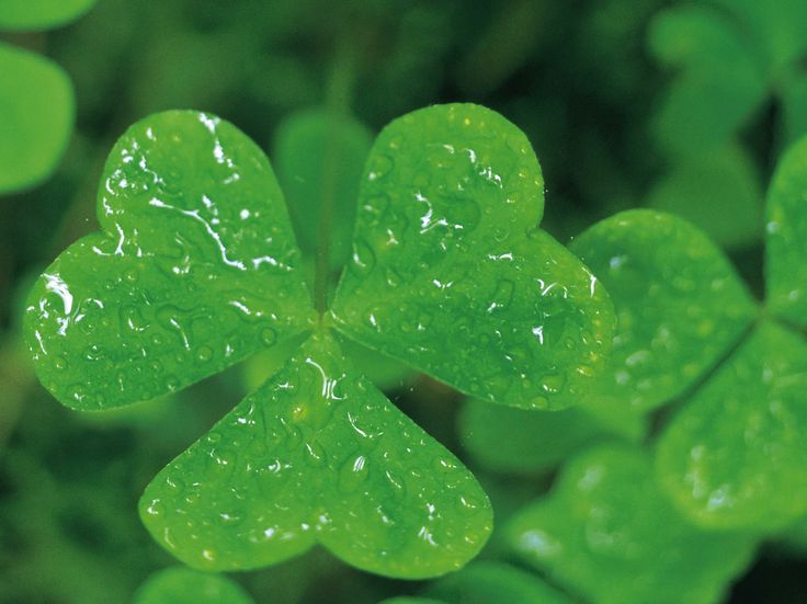 northern flower ireland symbol of of National The Flower Ireland Shamrock: