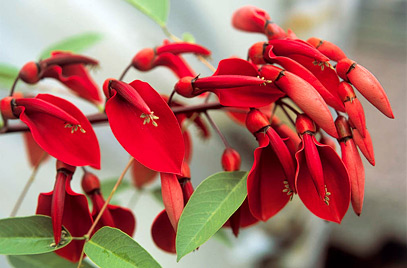 Erythrina Cristina Galli the national flower of argentina