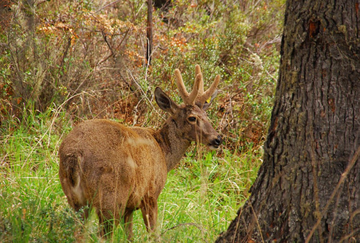 Huemul The National Animal of ChileHuemul The National Animal of Chile