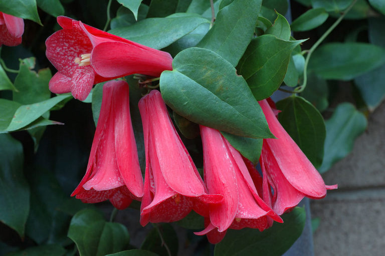 Lapageria Rosea The National Flower of Chile